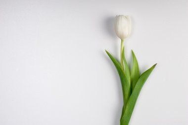  güzel beyaz Paskalya bahar Lale izole