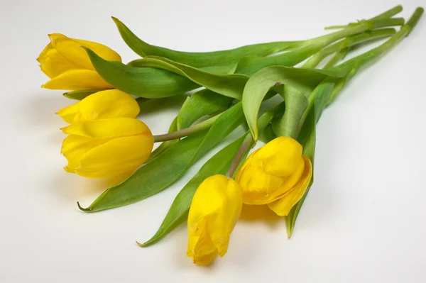 Žluté tulipány izolované na bílém pozadí — Stock fotografie