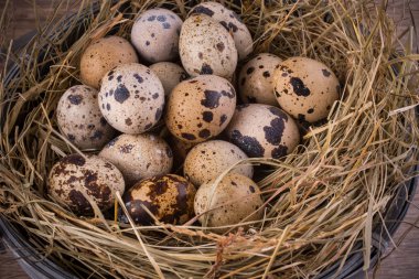 yakın çekim bıldırcın yumurtası içinde iç içe geçirme