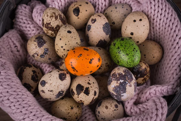 Quail eggs  in a basket and one orange , green egg with pink knit — Stock Photo, Image
