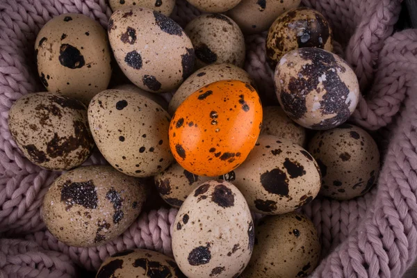 Spotted Quail eggs with one orange egg on knitted background — Stock Photo, Image