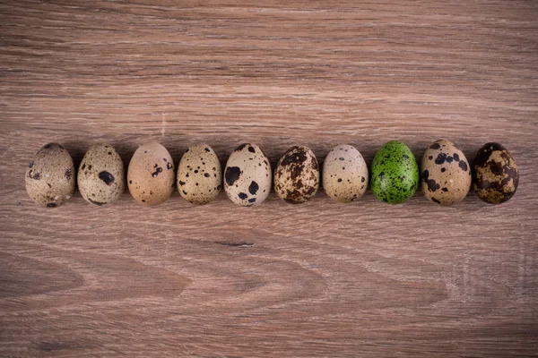 Spotted Quail telur berturut-turut dengan satu telur hijau di kayu latar — Stok Foto