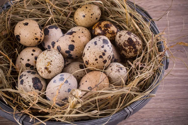 Quail eggs in a nest close-up — Stock Photo, Image