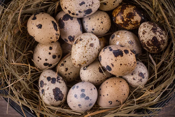 Quail eggs in a nest close-up — Stock Photo, Image
