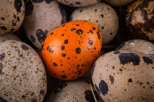 Huevos de codorniz en un nido de cerca con un huevo de naranja —  Fotos de Stock