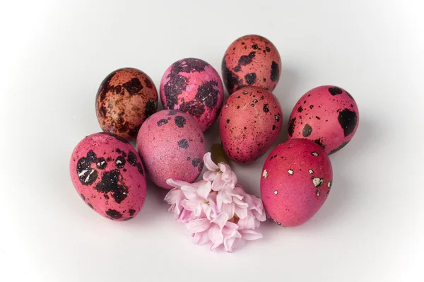 Pink quail eggs with flower isolated on white background — Stock Photo, Image