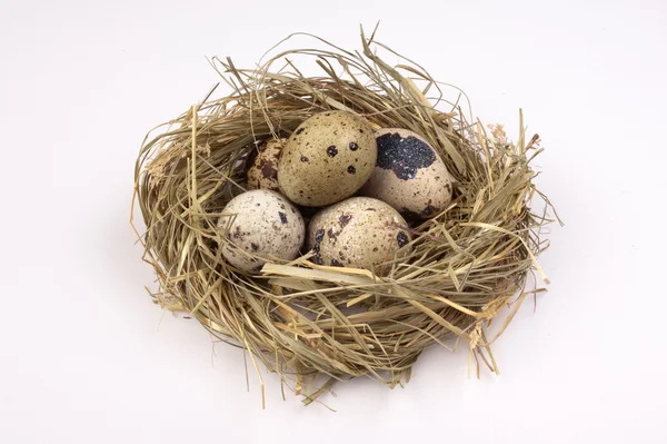 Nest with quail eggs isolated on the background — Stock Photo, Image