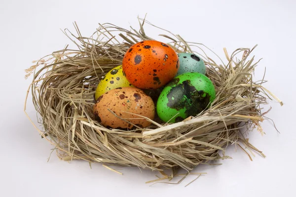 Colored quail easter eggs in nest  isolated on white  background — Stock Photo, Image