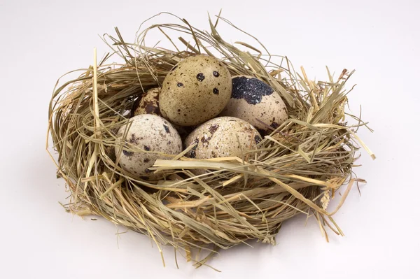 Quail eggs in nest  isolated on the white  background — Stock Photo, Image