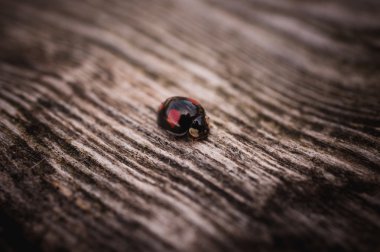 black ladybug walking along a weathered old wooden serface