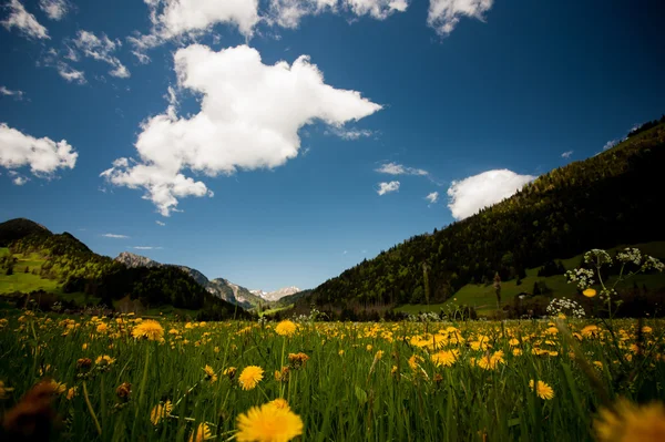 Pradera alpina con flores amarillas y hierba verde Alpes Montañas en el fondo —  Fotos de Stock