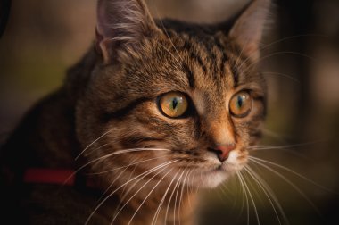 home cat portrait on blurred background 