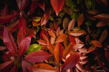 red and orange leaves background