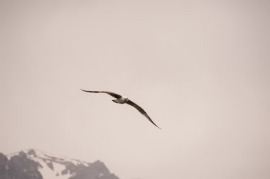 Black headed Gull Larus ridibundus flying