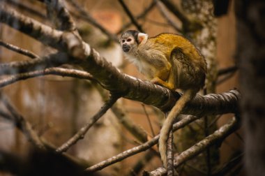 Black capped squirrel monkey in a tree