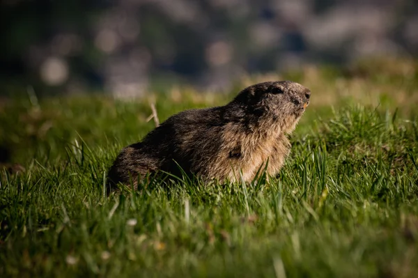 Alpine marmot Marmota marmota looking forward, This animal is found in mountainous areas of central and southern Europe — Stok fotoğraf