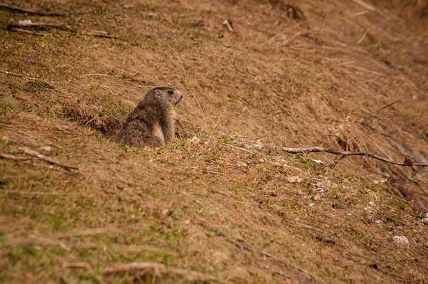 Curiosa marmota vigilando su guarida . — Foto de Stock