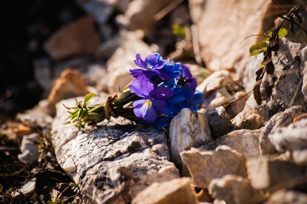 Bouquet of violet flowers Viola Odorata on stone — ストック写真