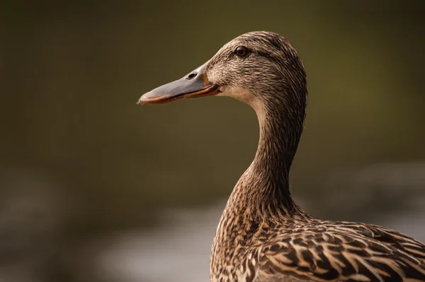 Retrato de pato femenino sobre fondo borroso — Foto de Stock