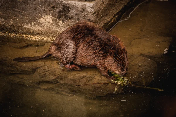 濁った湖の水でかわいいスイミング ビーバー — ストック写真