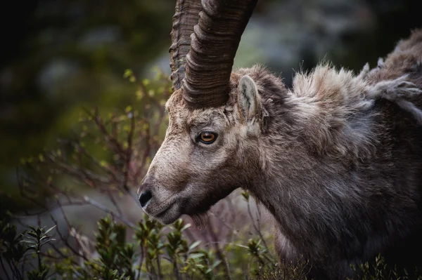 Portret van gewei Alpine Steenbok, Capra Steenbok, met rotsen in de achtergrond, — Stockfoto