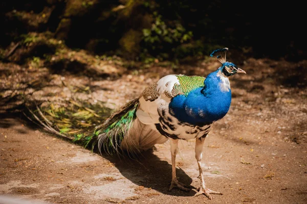 Peacock photographed from side with colourful tail in foreground — Stock Photo, Image