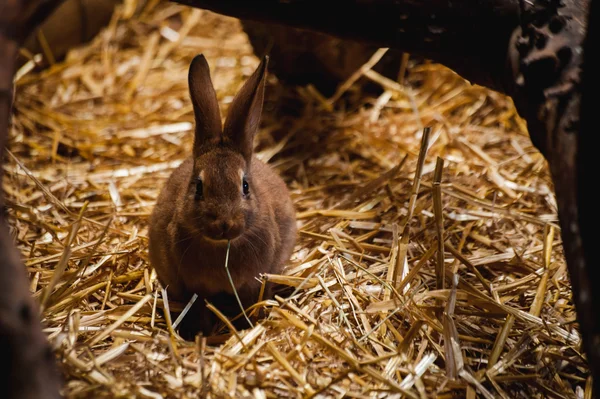 Fluffy rabbit lies on soft hay — Stock Photo, Image