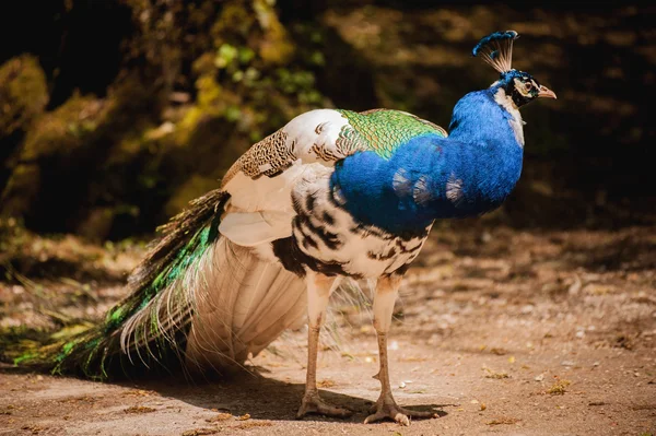 Peacock photographed from side with colourful tail in foreground — Stock Photo, Image