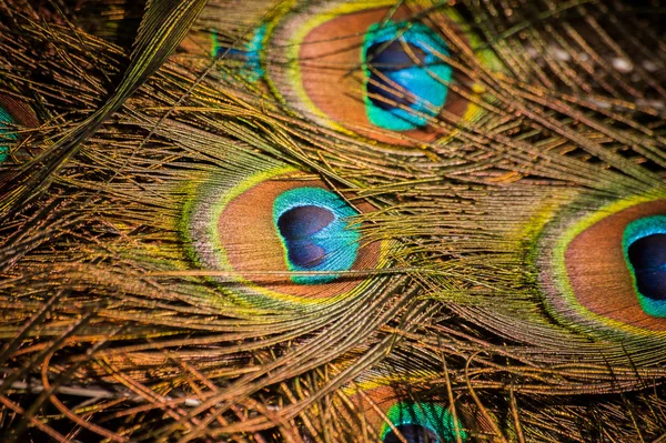 Colorful peacock tail feathers background — Stock Photo, Image