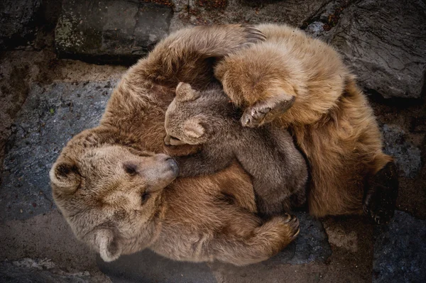 Brown bears breast feeding baby — Stock fotografie