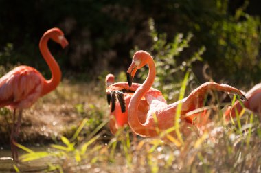 Yeşil Arkaplanda Pembe Flamingolar