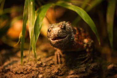 Gecko lizard smiling into camera  clipart