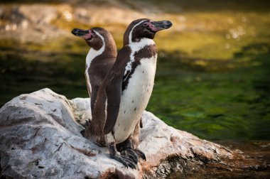 Two Yellow Eyed Penguins standing on rock  clipart