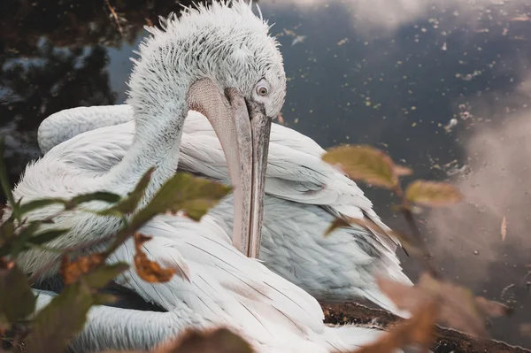 The great dalmatian pelican seating — Stock Photo, Image