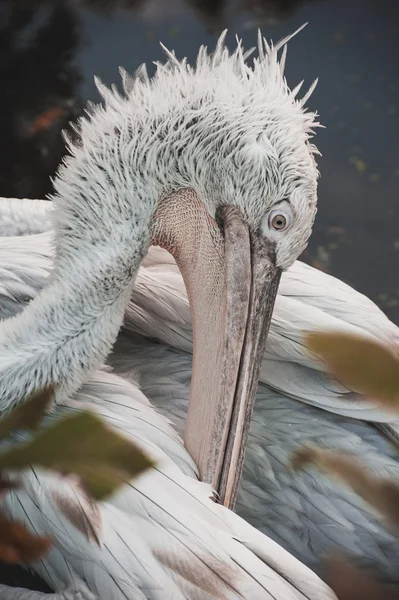 White Dalmatian pelican portrait — Stock Photo, Image