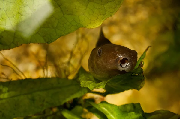 Tadpole or baby frog eating — Stock Photo, Image