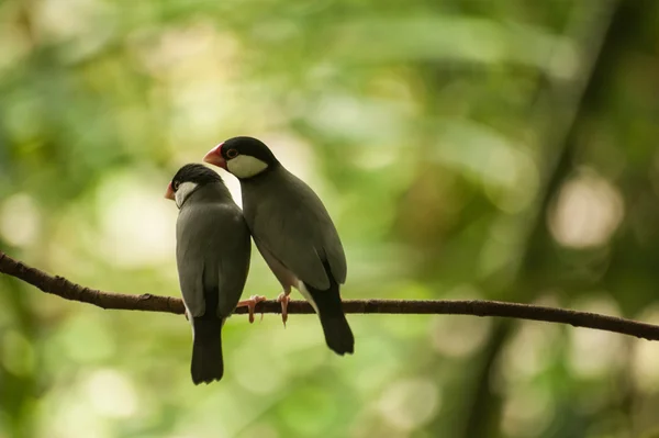 Zoete paar Rijstvogel op een tak — Stockfoto