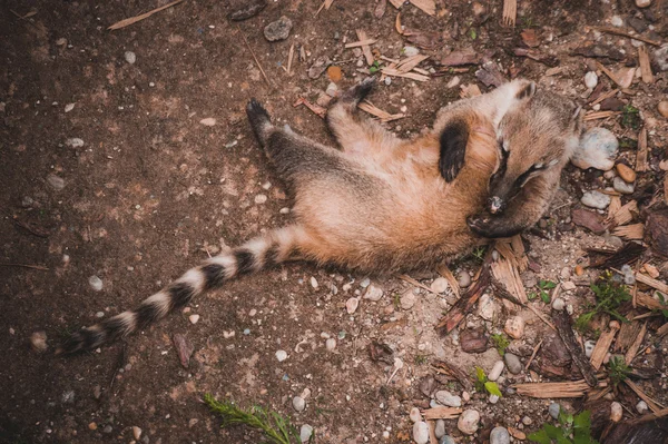 Südamerikanische Nasenbärin Nasua nasua spielt mit sich selbst — Stockfoto