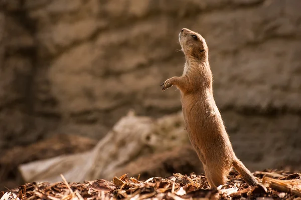 De pie y viendo Gopher algo — Foto de Stock