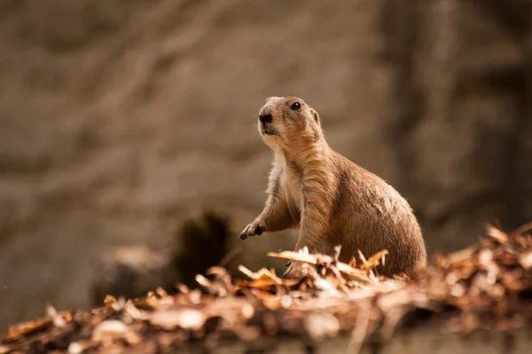 Detailní záběr Gopher — Stock fotografie