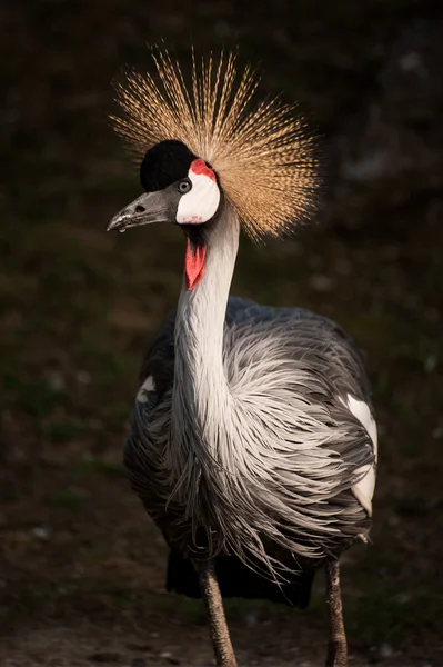 Portrait of a Grey Crowned Crane — Stock Photo, Image