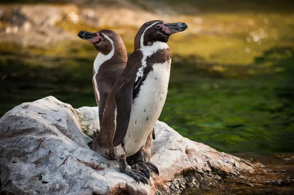 Two Yellow Eyed Penguins standing on rock — Stock Photo, Image
