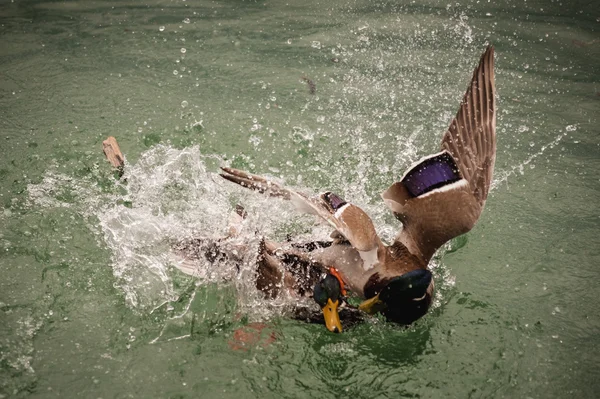 Dos patos salvajes luchan en el agua —  Fotos de Stock