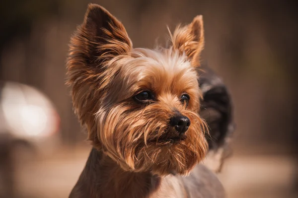 Primer plano Retrato de Yorkshire Terrier perro —  Fotos de Stock