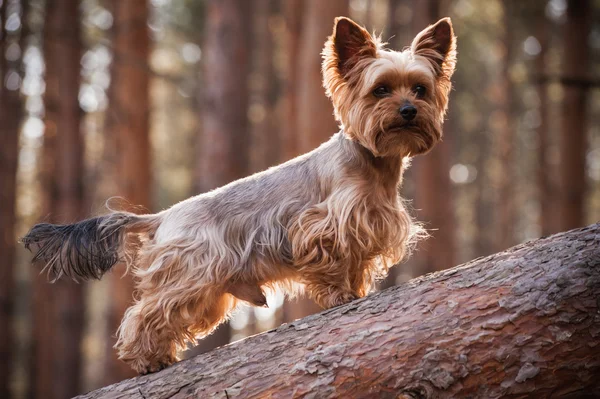 Masculino Yorkshire Terrier cão na floresta — Fotografia de Stock
