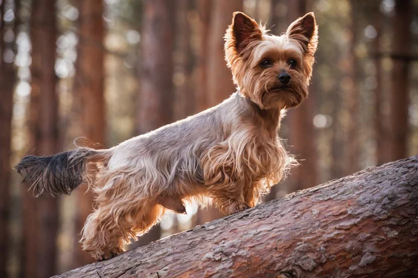 Perro Yorkshire Terrier macho en el bosque — Foto de Stock