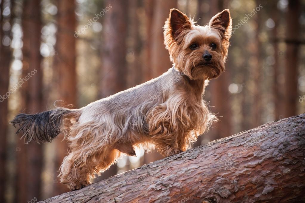 Perro Yorkshire Cortes De Pelo Para Perritas Yorkie Para Perros