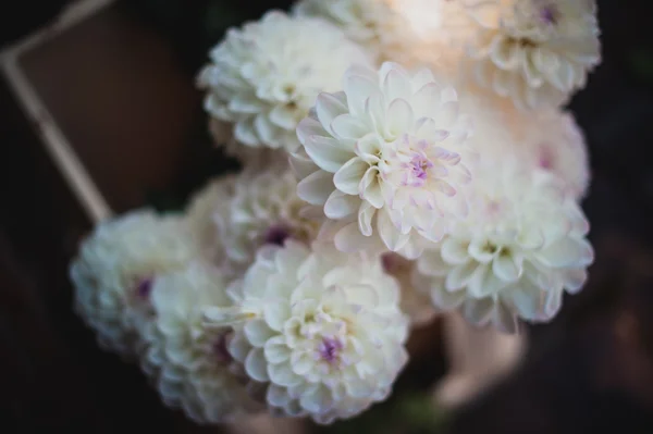 Witte dahlia met violet hart close-up — Stockfoto