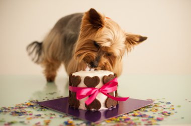 Dog in eats a small birthday cake clipart