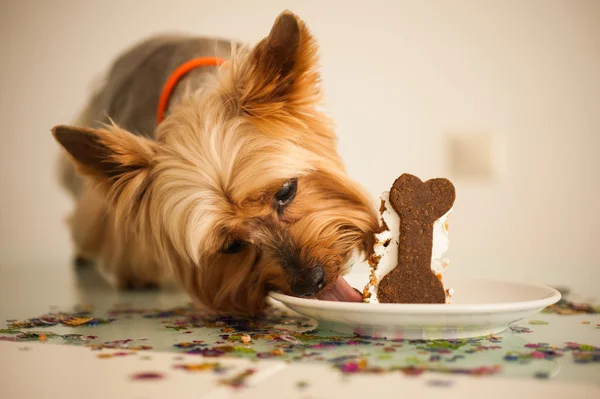 Hunden spiser en liten bursdagskake stockbilde